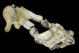 Fossil Mud Lobster (Thalassina) - Australia #141031-3